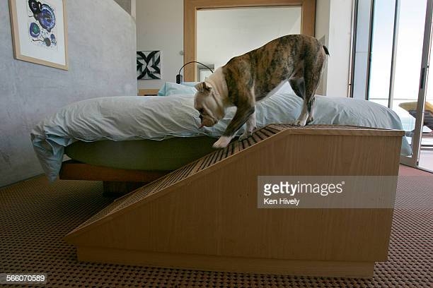 Dog Ramps For Bed - Foter