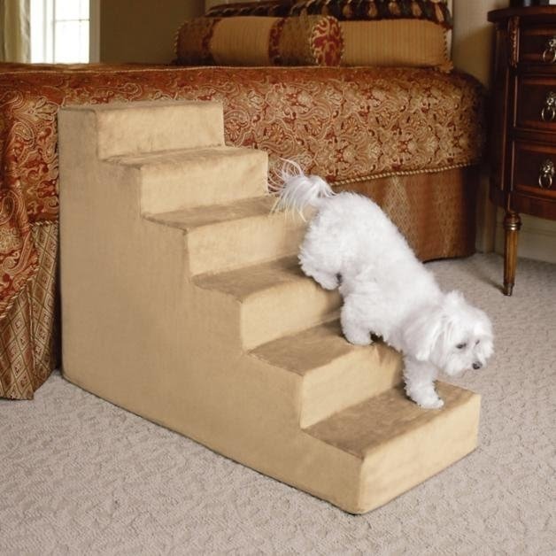 white dog stairs