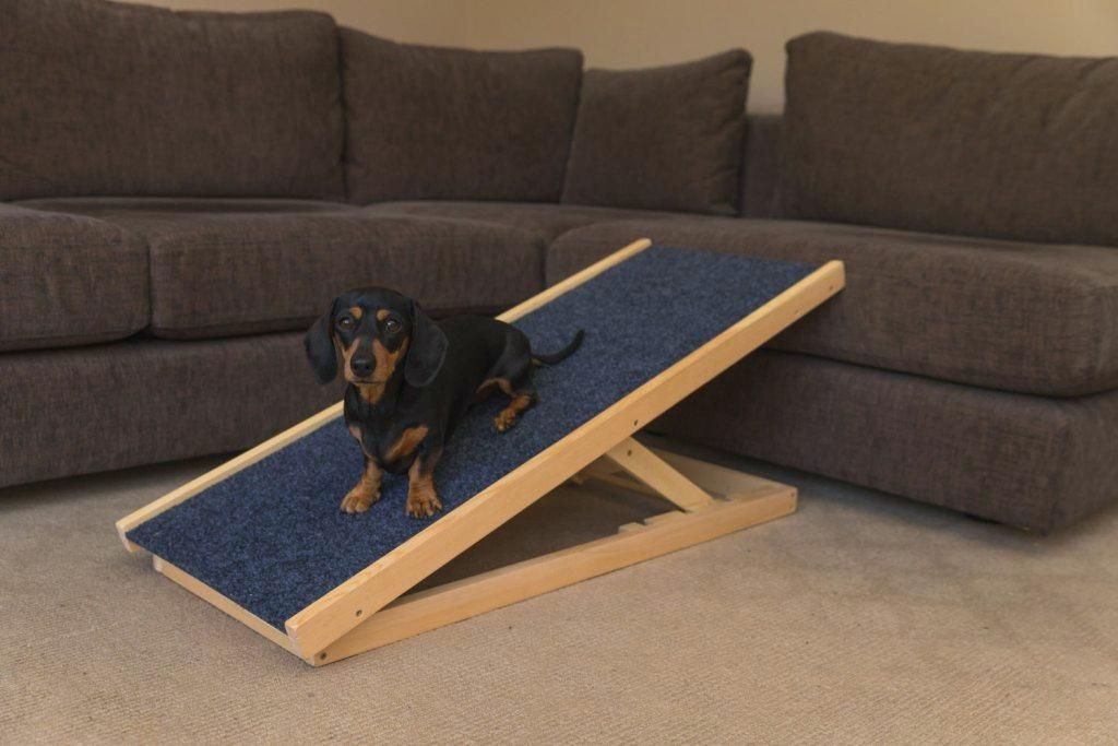 small dog ramp