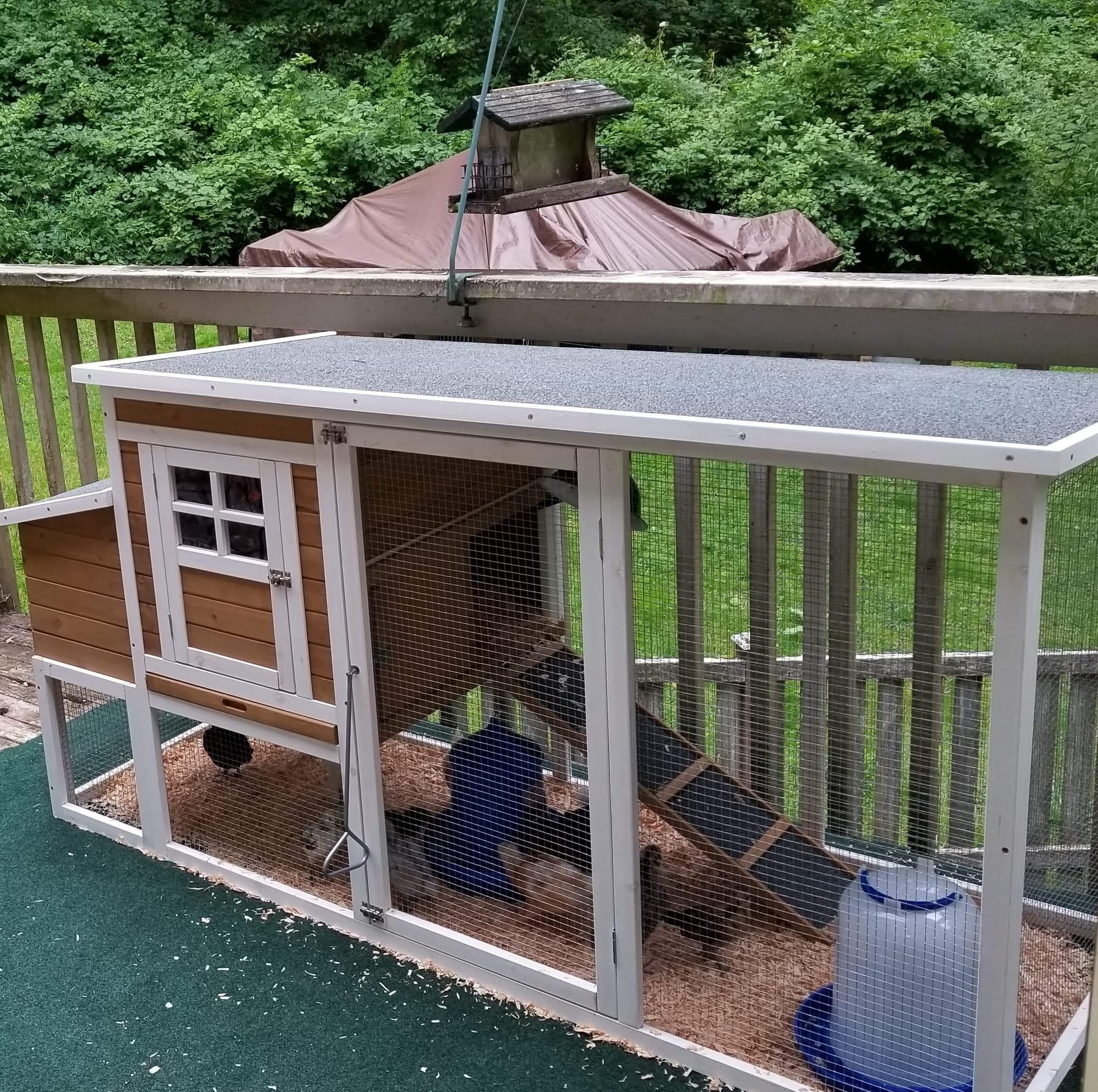 Multi-Level Wooden Chicken Coop