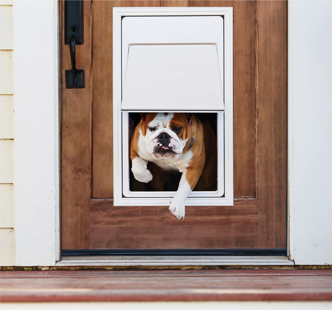 Door With Dog Door VisualHunt