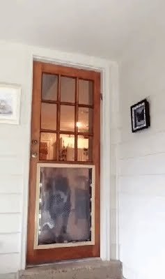 Door With Dog Door - VisualHunt