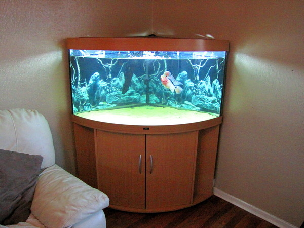 Corner fish outlet tank