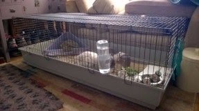 long rabbit cage