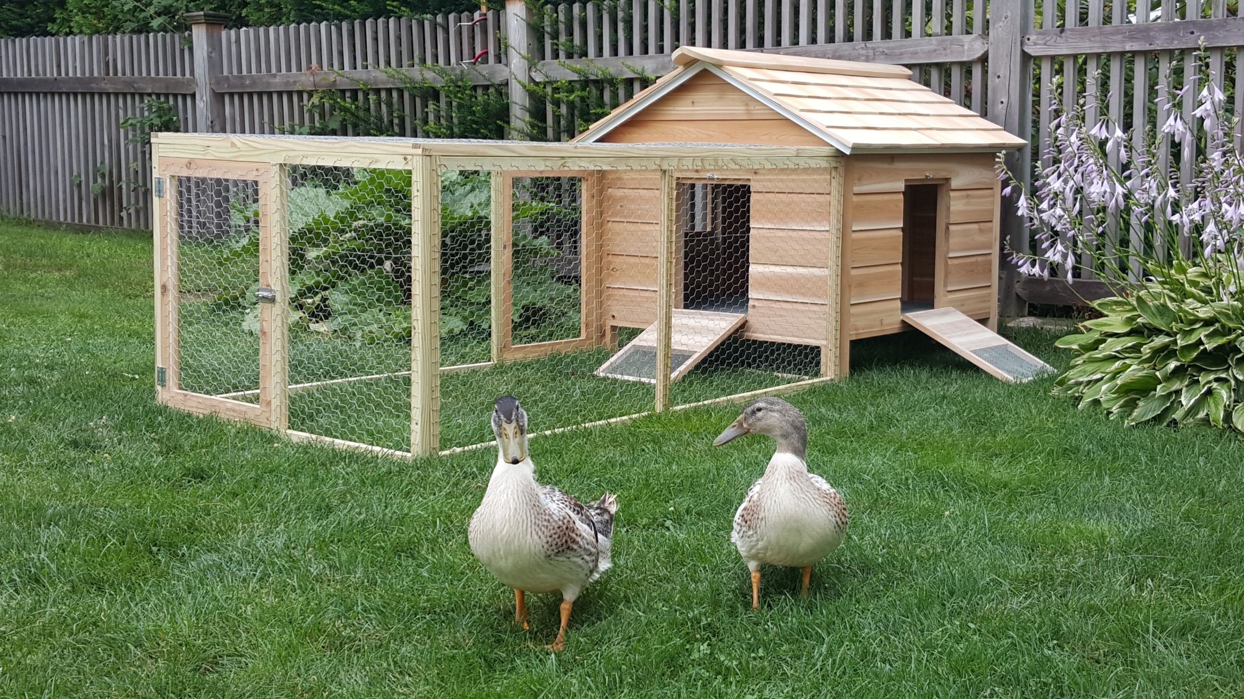 How To Build A Duck House