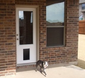 50 Door With Dog Door You Ll Love In 2020 Visual Hunt