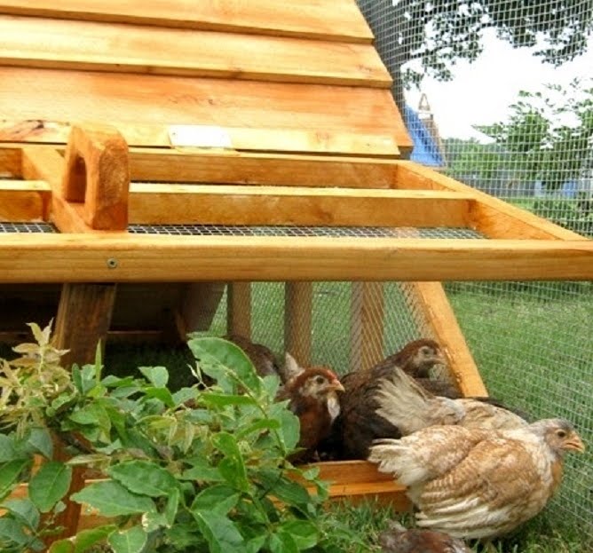 Duck Coop For Sale - VisualHunt