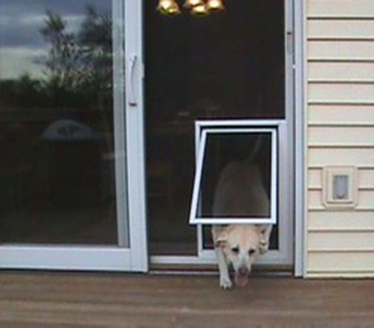 Screen Door With Pet Visualhunt, Sliding Door Dog Insert Extra Large