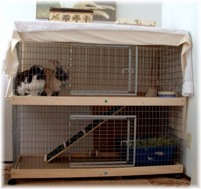best indoor rabbit cage for 2 rabbits