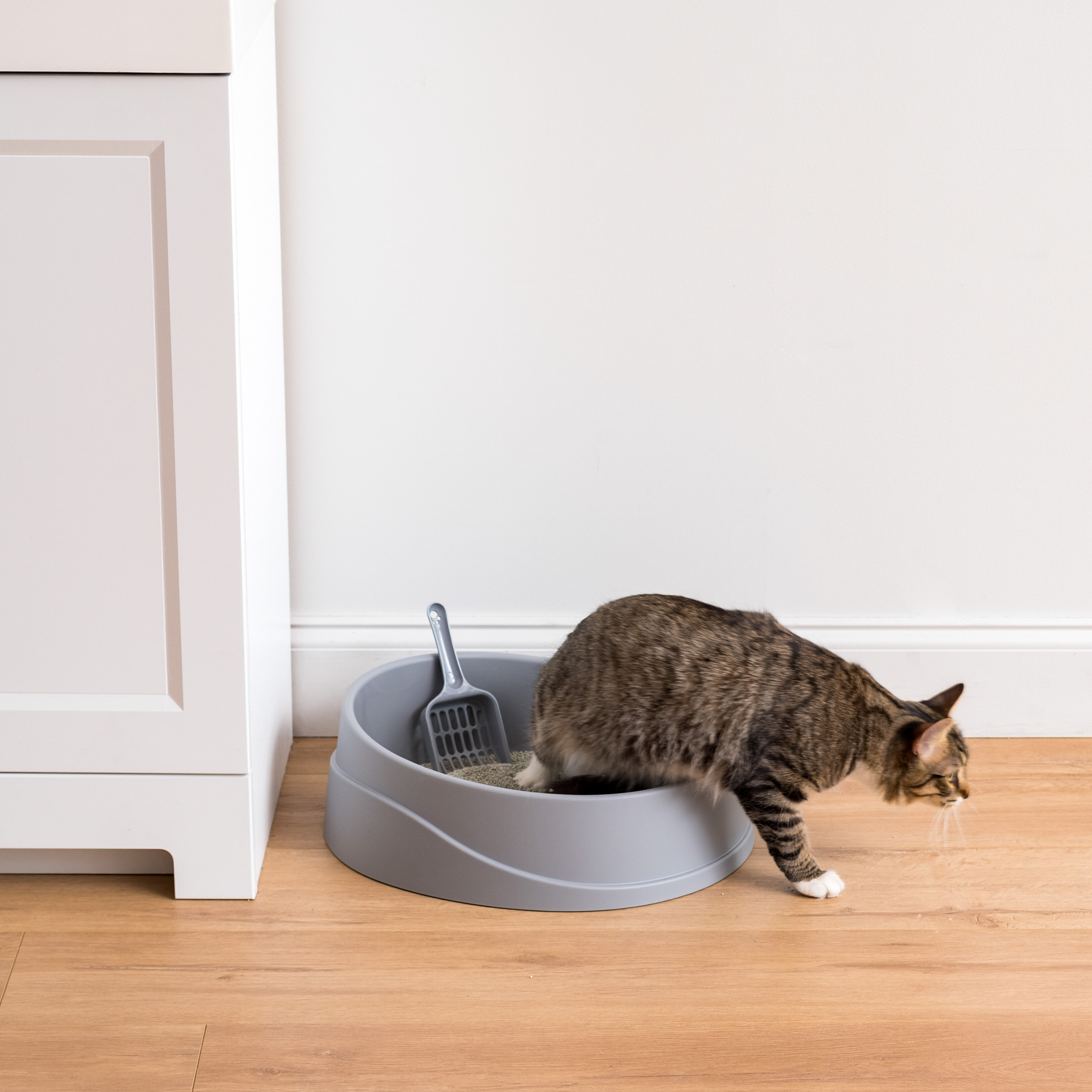 6 Expert Tips To Choose A Litter Box VisualHunt