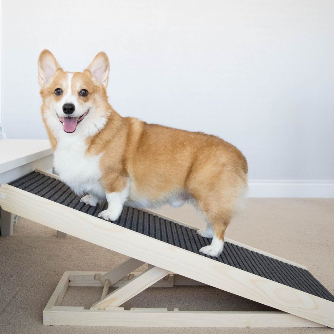 Dog ramp