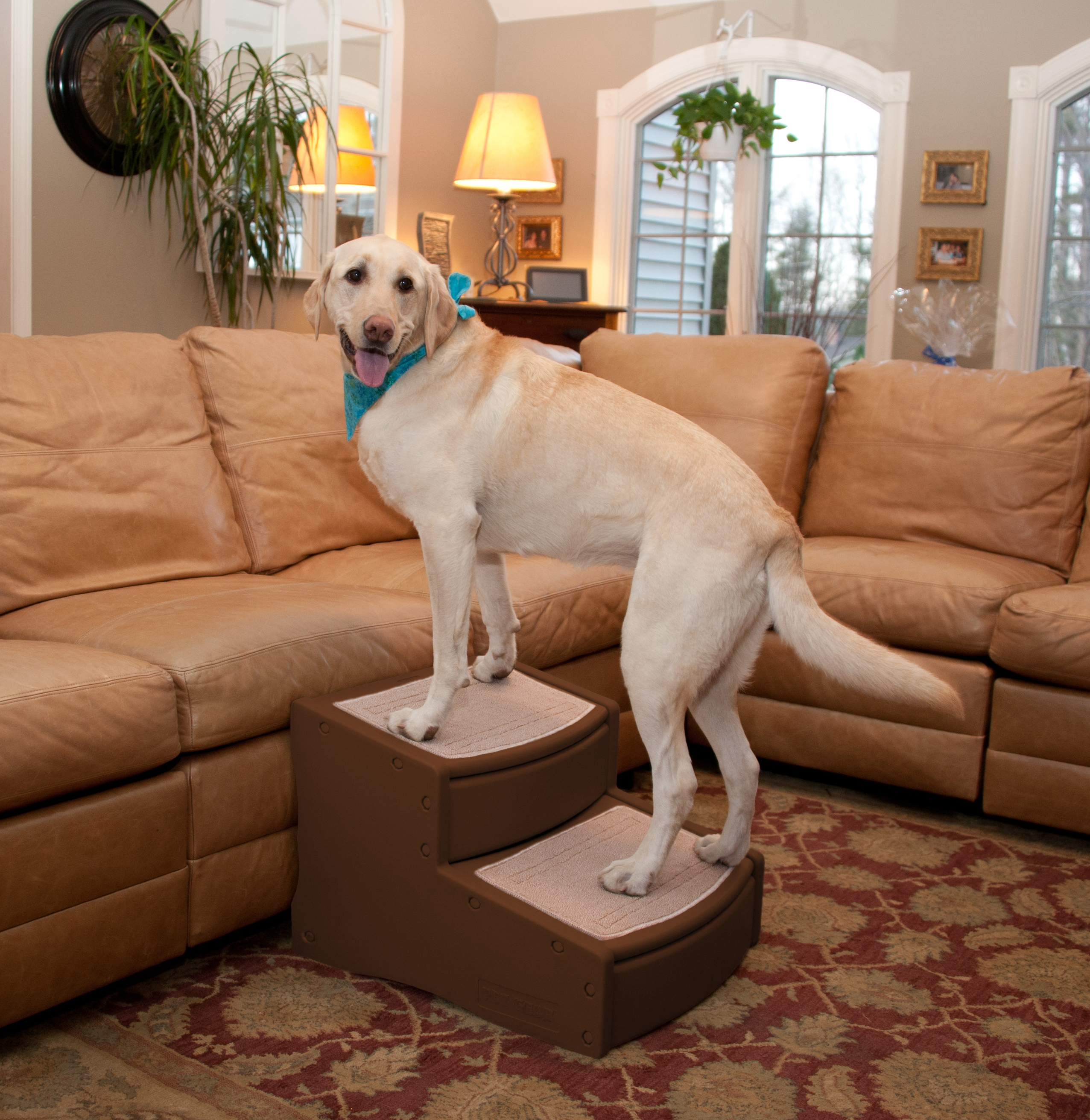 2 step dog steps