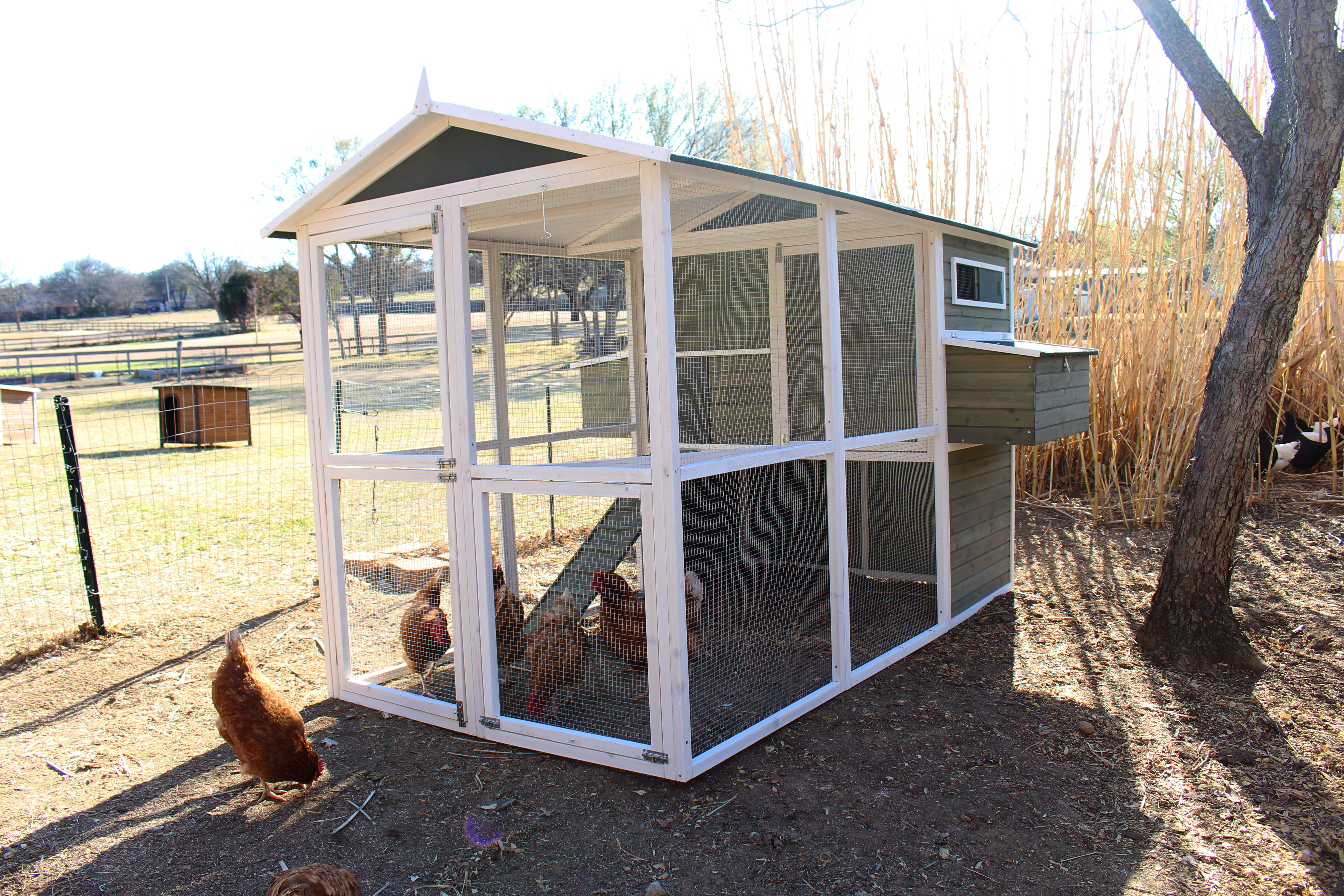 37.5 Square Feet with Chicken Run