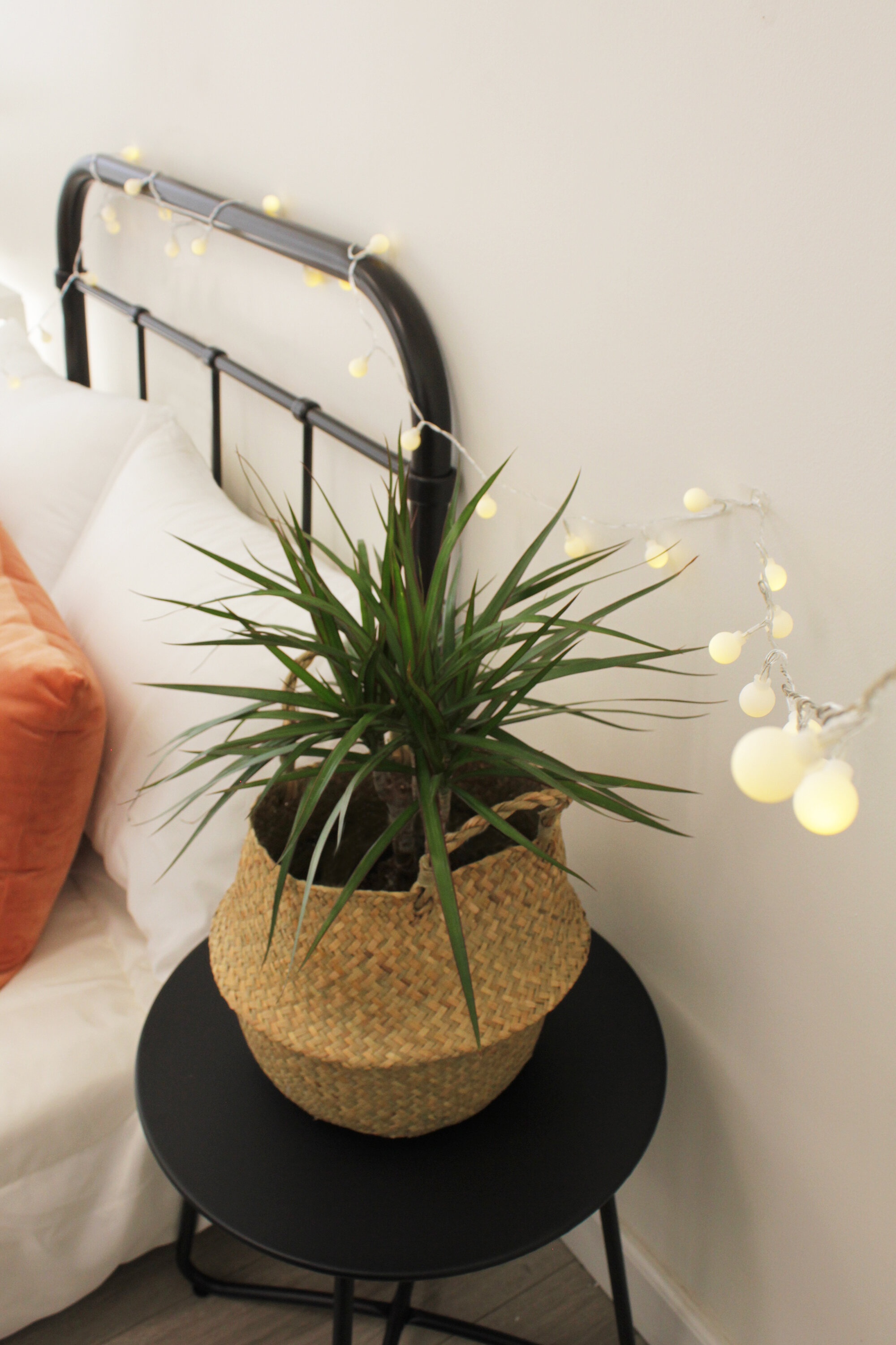 Kellar 6'' Indoor Battery Powered 50 - Bulb Fairy String Light