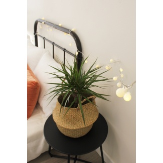 Kellar 6'' Indoor Battery Powered 50 - Bulb Fairy String Light