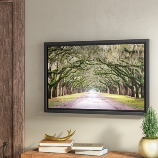 https://visualhunt.com/photos/23/oak-trees-by-cody-york-print-on-canvas-2.jpg?s=wh2