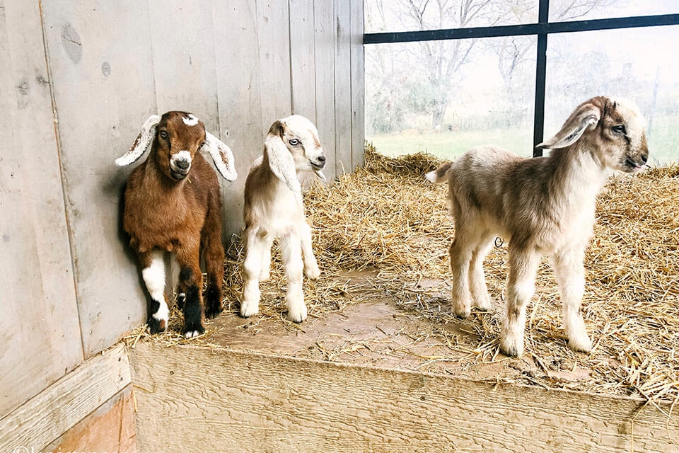 Animal Pen Deep Straw Insulation and Vertical Wood Siding Design