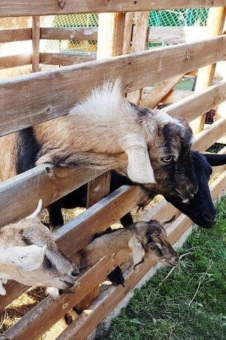 Animal Pen Natural Wood Grain with Horizontal Slats Farm Design