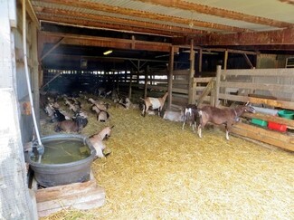 Animal Pen Timber Fencing with Straw Bedding and Exposed Beams