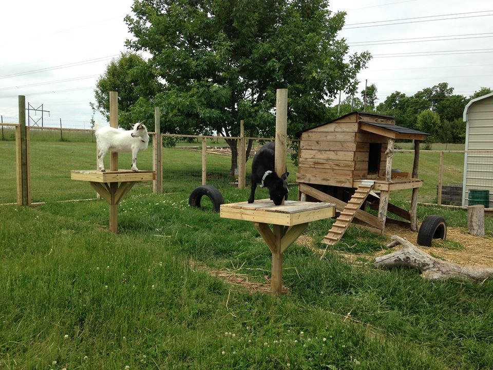 Animal Perch Central Post and Slatted Ramp Climbing Structure