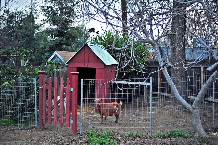 Animal Shelter Painted Barn Red with Picket Gate Mesh Enclosure