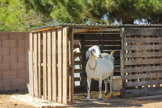 Animal Shelter Wood Pallet Construction and Slatted Ventilation