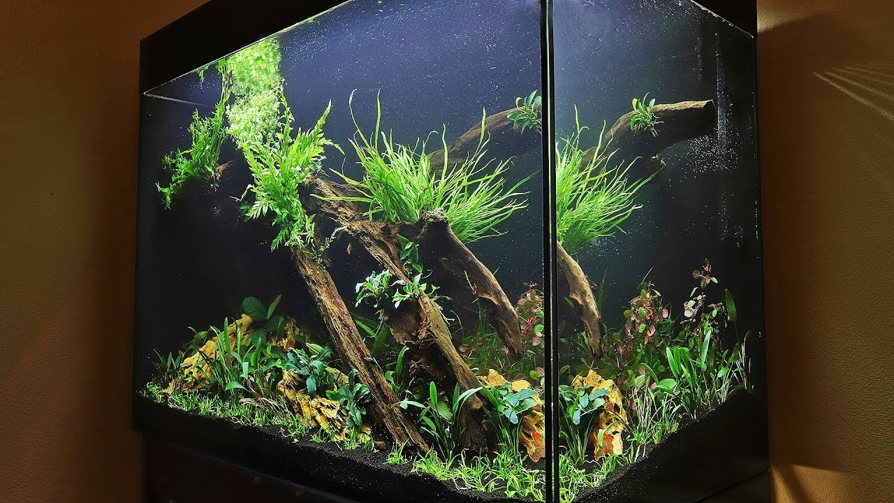 Aquarium Vertical Hardscape and Lush Greenery Tall Tank Layout