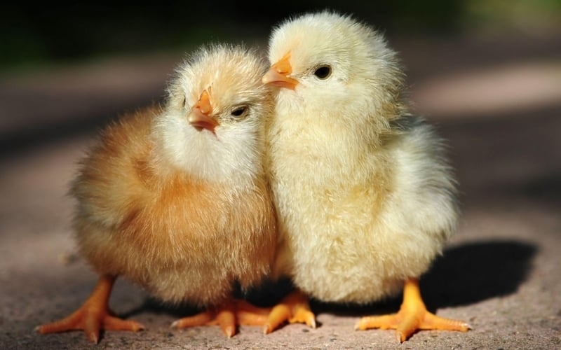 Baby Chick Print with Dual Tones for Adorable Cottagecore Wallpaper Art