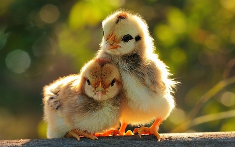 Chicken Wallpaper