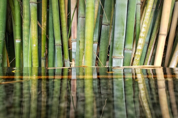 この時期オンリーのライフハックだけど、竹からも水が採れる、らしい。: のり面・土木工事の材料屋さんケイエフの情報発信Blog