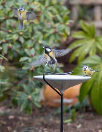 Birdbath with Stake Mount and Minimalist Perch Rail