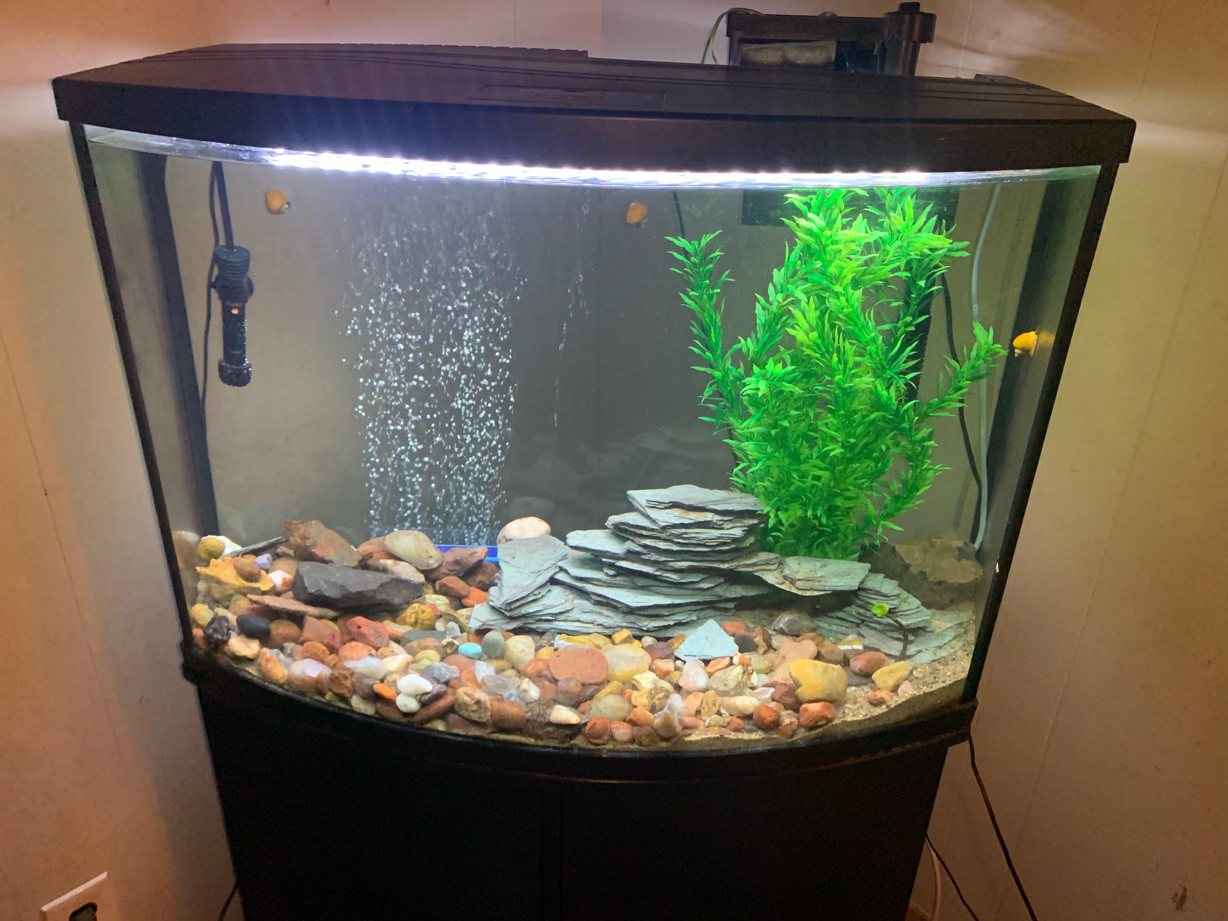Bowfront Aquarium Curved Front and Matte Black Cabinet Stand