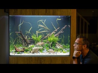 Built In Aquarium with Vertical Driftwood and Tall Aquascape