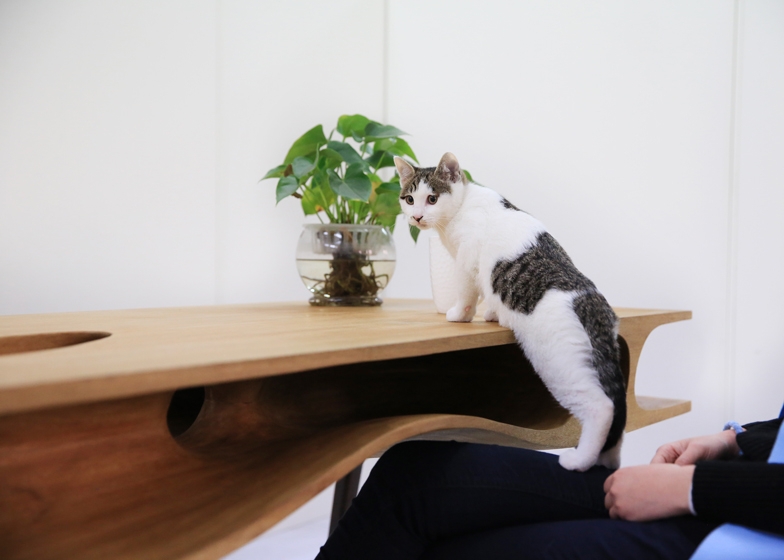 Desk Integrated Cat Tunnels Biomorphic Office Furniture