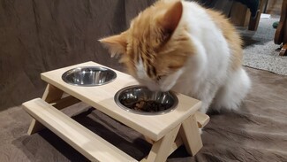 Elevated Pet Feeder Picnic Table Design Whimsical Rustic