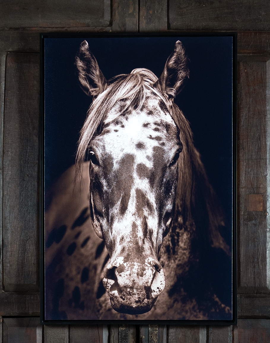 Framed Print Spotted Paint Horse Portrait Wall Art