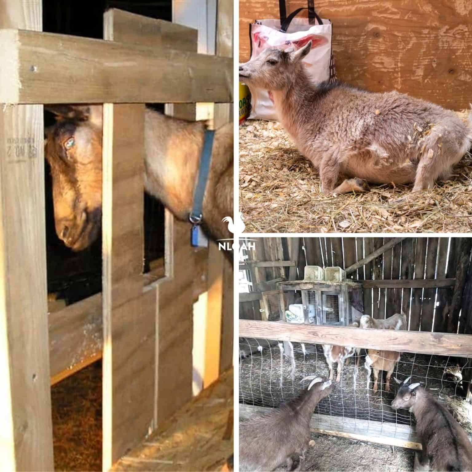 Goat Pen Head Stanchion and Wire Mesh Fencing Barn Design