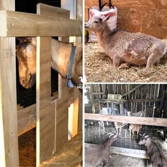 Goat Pen Head Stanchion and Wire Mesh Fencing Barn Design