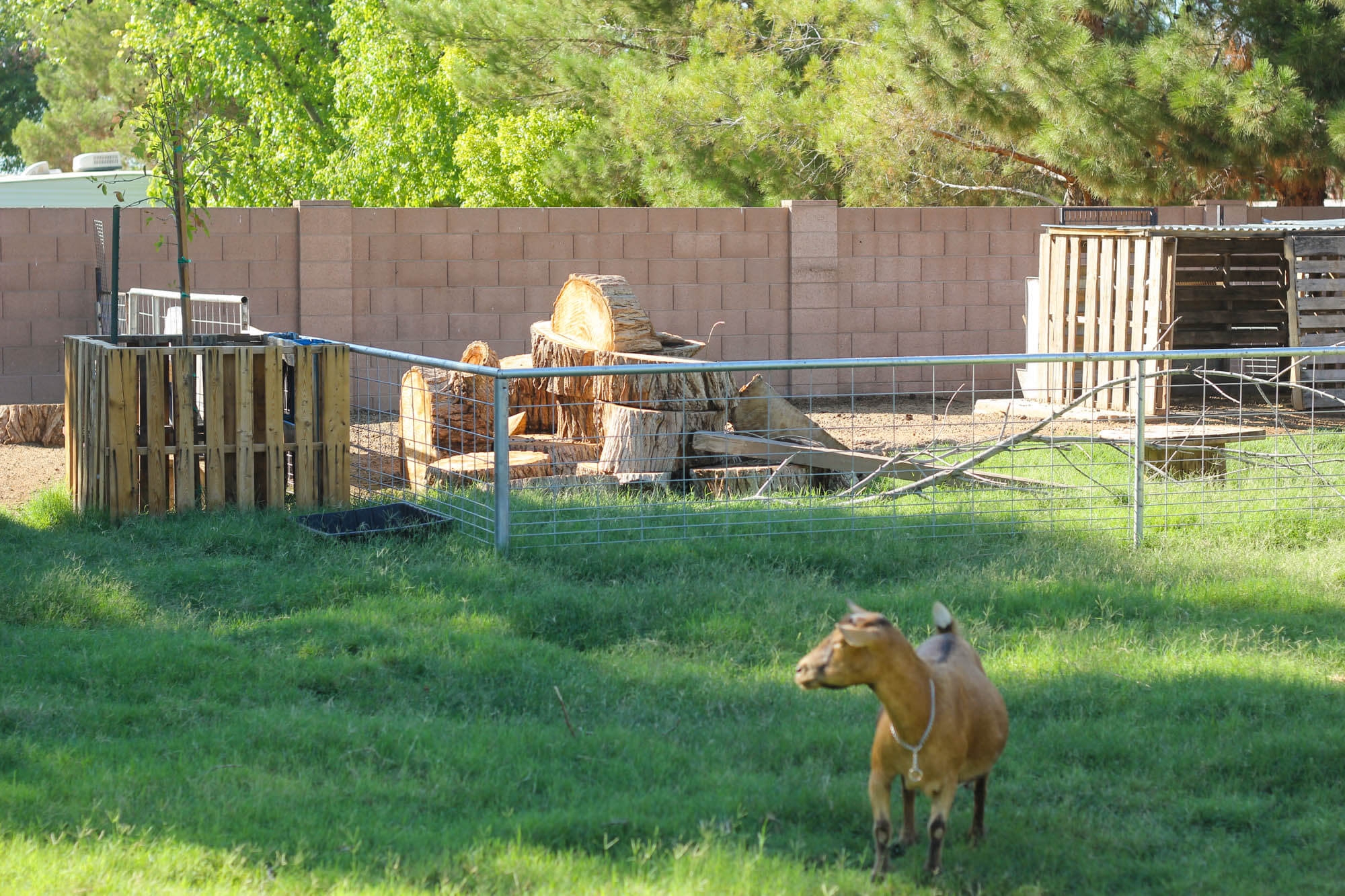 Goat Pen Log Climbing Stack and Pallet Tree Guard Enrichment