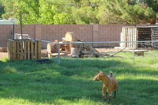 Goat Pen Log Climbing Stack and Pallet Tree Guard Enrichment