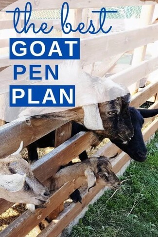 Goat Pen Natural Wood Horizontal Slats and Functional Head Gaps