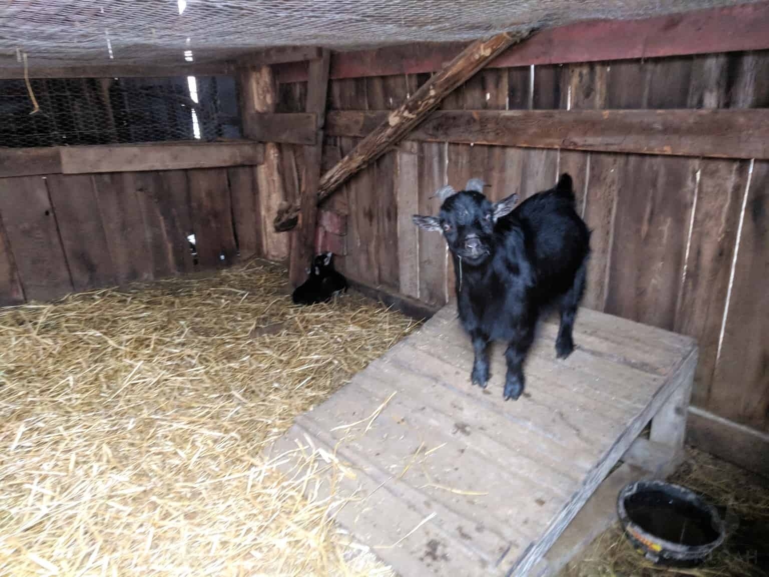 Goat Pen Raised Platform with Straw Bedding DIY Shelter Design