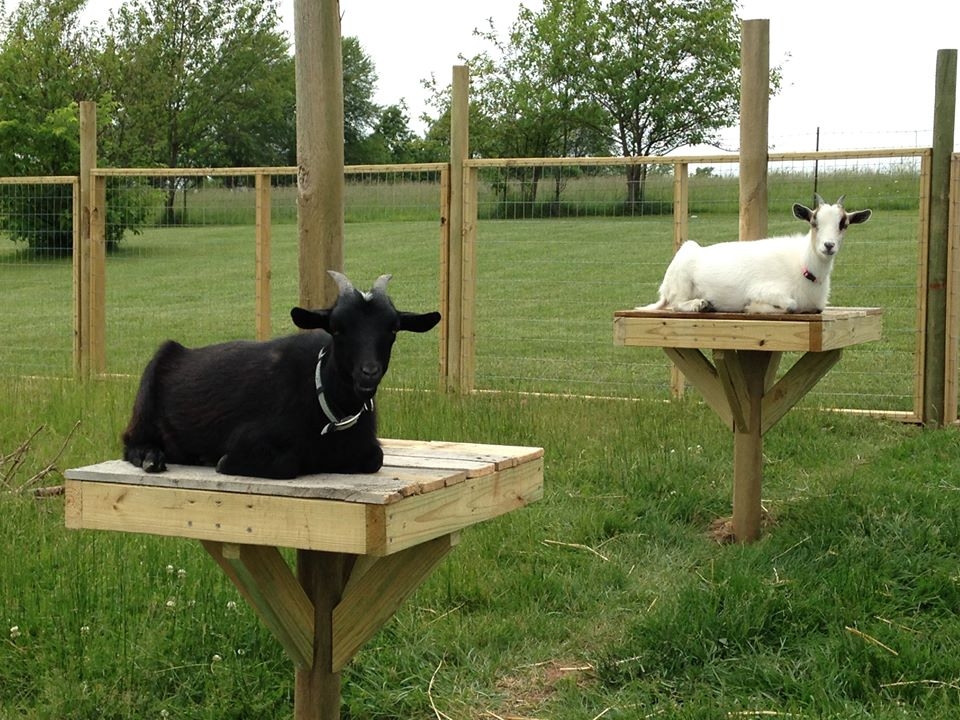 Goat Perch Wood Toned Elevated Platform with Diagonal Braces