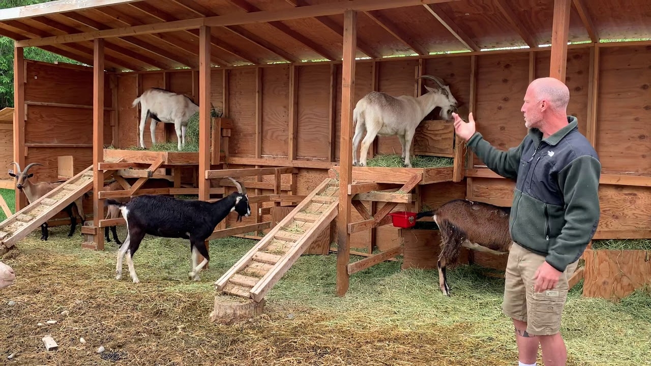Goat Shelter Multi Level Platforms with Integrated Climbing Ramps