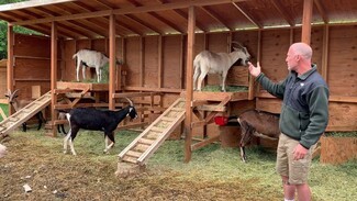 Goat Shelter Multi Level Platforms with Integrated Climbing Ramps