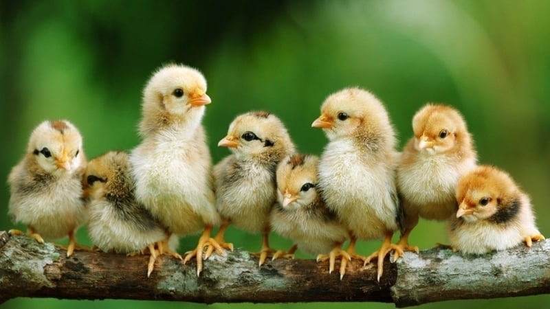 Nature Photography of Eight Chicks for Soft Yellow Nursery Art