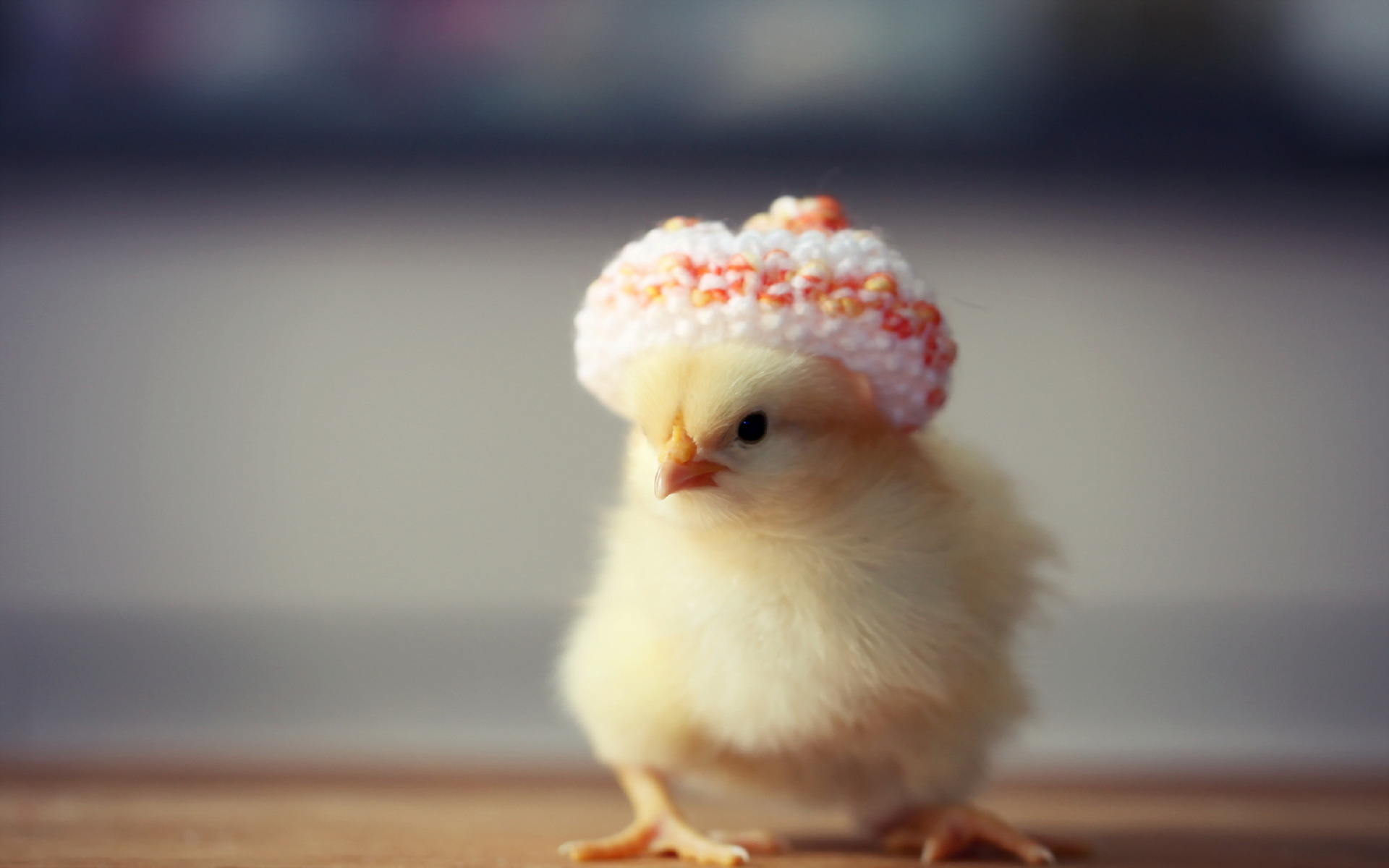 Seasonal Photography of Miniature Knit Hat for Whimsical Spring Decor