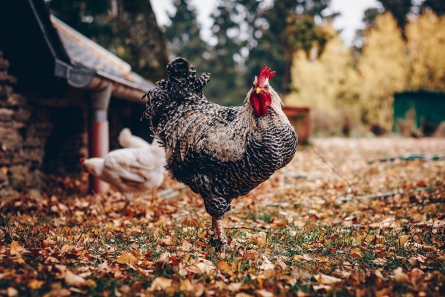 Wall Mural featuring Barred Plumage for a Barred Rock Rooster Kitchen