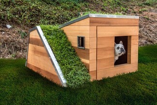 Dog House: Living Green Roof Sustainable Pet Architecture