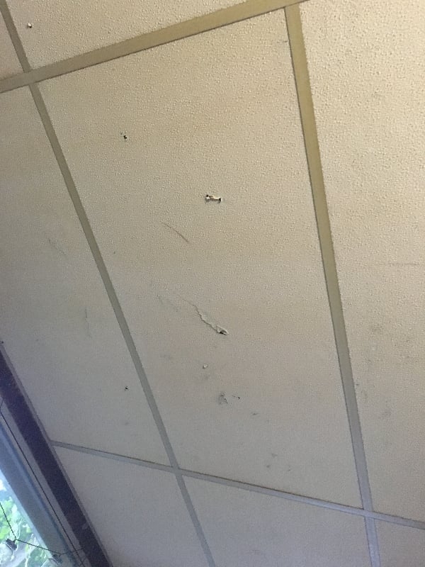 Drop Ceiling: Gold Toned Grid and Pebbled Acoustic Panels